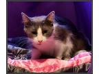 Adopt Meeko a Gray or Blue (Mostly) Domestic Mediumhair (medium coat) cat in
