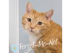 Adopt Katie Marie (Bonded with Mandy) a Orange or Red Domestic Shorthair /