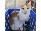 Adopt Andre a White Domestic Shorthair / Mixed cat in East Smithfield
