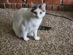 Adopt Tulip a White (Mostly) Tabby / Mixed (medium coat) cat in Billings