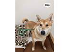 Adopt Oso a Shiba Inu / Husky / Mixed dog in Neillsville, WI (38591242)
