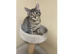 Adopt Dahlia a Brown or Chocolate Domestic Shorthair / Domestic Shorthair /