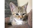 Adopt Kaiju Kitten: Himantura a Brown or Chocolate Domestic Shorthair / Mixed