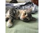 Adopt Kaiju Kitten: Taranais a Brown or Chocolate Domestic Shorthair / Mixed cat