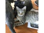 Adopt Kaiju Kitten: Kaiceph a Gray or Blue Domestic Shorthair / Mixed cat in