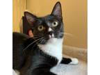 Adopt Supermeowdels: Naomi 15987 a White Domestic Shorthair / Mixed cat in
