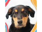 Adopt Legsly a Shepherd (Unknown Type) / Mixed Breed (Medium) / Mixed dog in