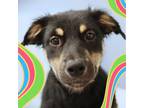 Adopt Bernice a Shepherd (Unknown Type) / Mixed Breed (Medium) / Mixed dog in