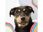 Adopt Bridget a Shepherd (Unknown Type) / Mixed Breed (Medium) / Mixed dog in