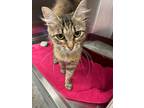 Adopt Freda a Domestic Shorthair / Mixed (short coat) cat in Jonesboro