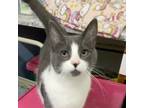 Adopt NIBBLER (NIBBY) a Domestic Shorthair / Mixed (short coat) cat in Battle