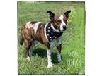 Adopt Rocky a Catahoula Leopard Dog dog in Maryville, TN (38829129)