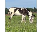 Adopt George a Donkey/Mule/Burro/Hinny / Mixed horse in Hohenwald, TN (38777752)