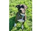 Adopt Cayenne a Pit Bull Terrier, Mixed Breed