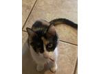 Adopt Poppy a Domestic Shorthair (short coat) cat in Willcox, AZ (38770463)