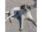 Adopt Vera Fang a Black Cattle Dog / Mixed dog in Martinsville, VA (38757986)