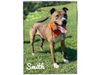 Adopt Smith a Pit Bull Terrier dog in Maryville, TN (38652984)