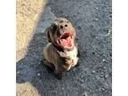 Adopt Spengler a Black American Pit Bull Terrier / Mixed Breed (Medium) / Mixed