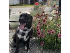 Adopt Addie a Brindle Mastiff / Labrador Retriever / Mixed dog in Omak