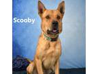 Adopt Scooby a Brown/Chocolate Mixed Breed (Large) / Mixed dog in Yuma