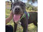 Adopt Tasha a Pit Bull Terrier