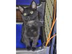 Adopt Vaughan a All Black Domestic Shorthair (short coat) cat in mishawaka