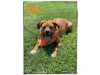 Adopt Clyde a Mixed Breed (Medium) dog in Maryville, TN (38779820)
