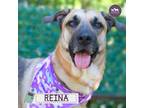 Adopt Reina a Tan/Yellow/Fawn Mixed Breed (Large) / Mixed dog in Hopkinton