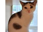 Adopt Sally a White Domestic Shorthair / Mixed cat in Gloucester, VA (38598821)