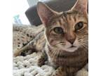 Adopt Genya a Domestic Short Hair