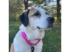 Adopt Lilac a Great Pyrenees, Labrador Retriever