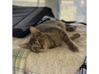 Adopt Katara a Gray or Blue Domestic Shorthair / Mixed cat in St.