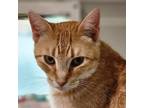 Adopt Pusheen a Orange or Red Domestic Shorthair / Mixed cat in Brighton