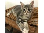 Adopt Kaiju Kitten: Reckoner a Gray or Blue Domestic Shorthair / Mixed cat in
