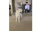 Adopt Fenrir a White Husky / Mixed dog in Palo Alto, CA (38601385)