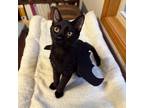 Adopt Angus a All Black Domestic Shorthair / Mixed cat in Evansville