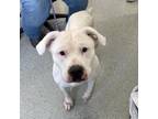 Adopt Nelly a Boxer, Pit Bull Terrier