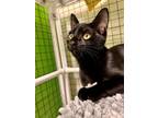 Adopt CHLOE a All Black Domestic Shorthair / Domestic Shorthair / Mixed cat in