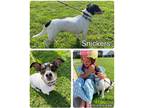 Adopt Snickers a Tricolor (Tan/Brown & Black & White) Chiweenie / Mixed dog in