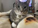 Adopt Bowie a Gray, Blue or Silver Tabby Tabby / Mixed (short coat) cat in Chino