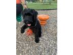 Adopt Andre the Giant Schnauzer a Black Schnauzer (Giant) / Mixed dog in