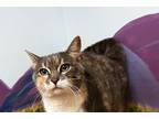 Adopt Lasagna a Domestic Shorthair (short coat) cat in Jackson, GA (38878726)