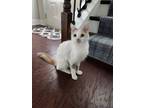 Adopt Zola a White (Mostly) Domestic Mediumhair (long coat) cat in Smyrna
