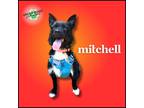 Adopt Mitchell a Black - with White Terrier (Unknown Type, Medium) dog in Troy