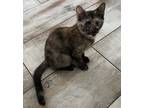 Adopt Dorothy a Brown or Chocolate Domestic Shorthair (short coat) cat in St.