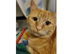 Adopt Loca a Orange or Red American Shorthair / Mixed (short coat) cat in