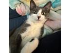 Adopt Applesauce a White Domestic Shorthair / Mixed cat in Washington