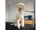 Adopt Fable a Standard Poodle