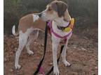 Adopt Dakota a Tan/Yellow/Fawn - with White Harrier / Hound (Unknown Type) /