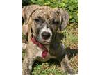 Adopt Mika a Brindle - with White American Pit Bull Terrier / Mixed dog in